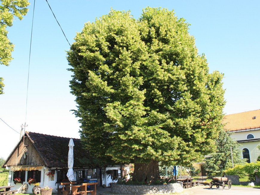 Krapinsko-zagorska županija nominirala Gupčevu lipu  za Europsko stablo 2019. Godine